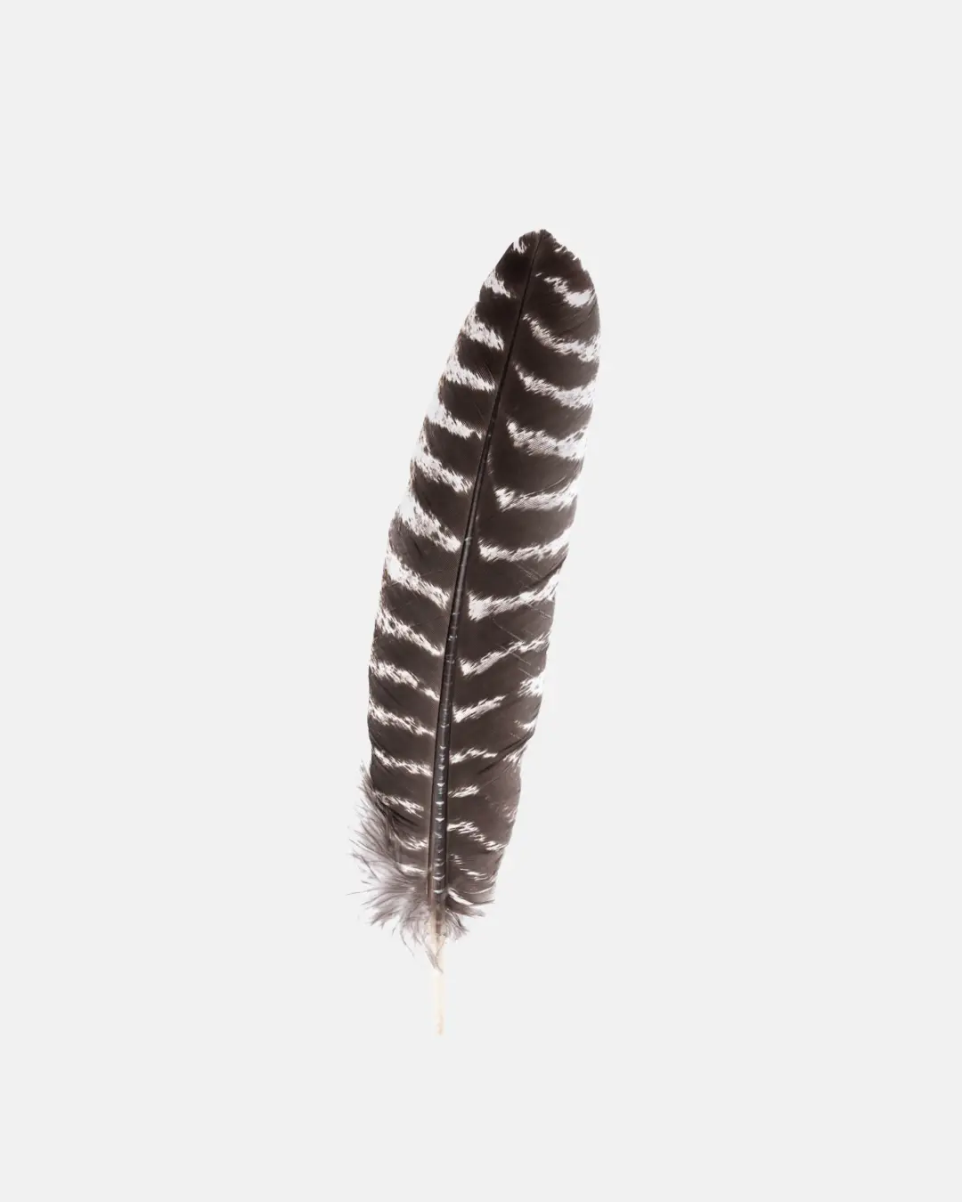 Wild Turkey Barred Feather